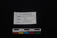 梅花鹿骨藏品圖，第3張