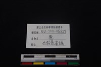 梅花鹿骨藏品圖，第3張