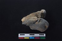 梅花鹿骨藏品圖，第1張