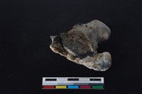 梅花鹿骨藏品圖，第2張