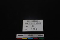 梅花鹿骨藏品圖，第3張