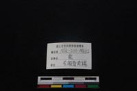 梅花鹿骨藏品圖，第3張