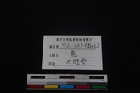 梅花鹿骨藏品圖，第3張