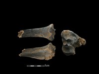 梅花鹿骨藏品圖，第1張