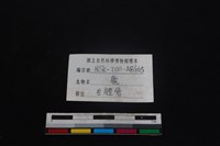 梅花鹿骨藏品圖，第3張