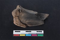 梅花鹿骨藏品圖，第1張