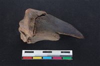 梅花鹿骨藏品圖，第2張