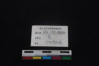 梅花鹿骨藏品圖，第3張