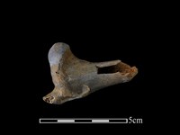 獐骨藏品圖，第2張