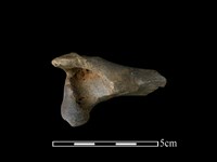 獐骨藏品圖，第1張