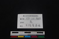 梅花鹿骨藏品圖，第3張