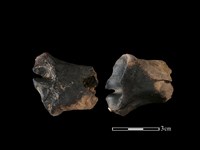 梅花鹿骨藏品圖，第1張