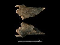 梅花鹿骨藏品圖，第1張