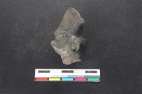 梅花鹿骨藏品圖，第1張