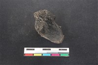 梅花鹿骨藏品圖，第2張