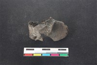 梅花鹿骨藏品圖，第3張