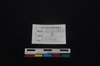 梅花鹿骨藏品圖，第4張