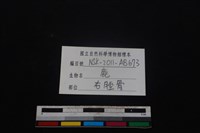 梅花鹿骨藏品圖，第3張