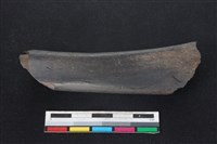 梅花鹿骨藏品圖，第1張