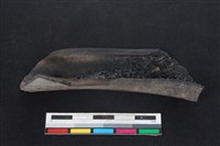 梅花鹿骨藏品圖，第2張