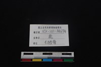 梅花鹿骨藏品圖，第3張