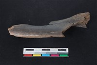 梅花鹿骨藏品圖，第1張