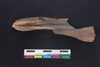 梅花鹿骨藏品圖，第2張