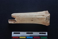 梅花鹿骨藏品圖，第1張