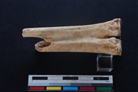 梅花鹿骨藏品圖，第2張