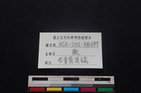 梅花鹿骨藏品圖，第3張