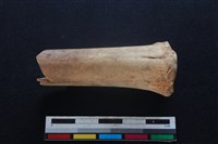 梅花鹿骨藏品圖，第1張