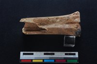 梅花鹿骨藏品圖，第2張