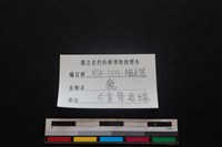 梅花鹿骨藏品圖，第3張