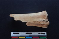 梅花鹿骨藏品圖，第1張