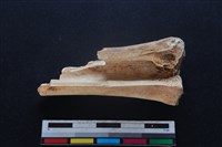 梅花鹿骨藏品圖，第2張