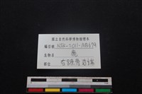 梅花鹿骨藏品圖，第3張