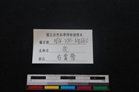 梅花鹿骨藏品圖，第3張