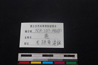 梅花鹿骨藏品圖，第3張