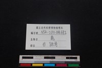 梅花鹿骨藏品圖，第3張