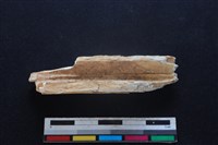 梅花鹿骨藏品圖，第2張