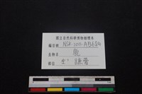 梅花鹿骨藏品圖，第3張