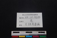 梅花鹿骨藏品圖，第3張