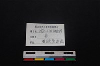 梅花鹿骨藏品圖，第3張