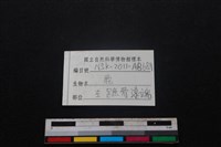 梅花鹿骨藏品圖，第3張