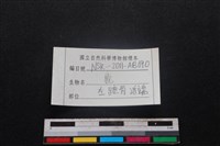 梅花鹿骨藏品圖，第3張