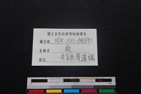 梅花鹿骨藏品圖，第3張