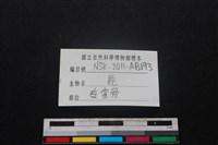 梅花鹿骨藏品圖，第3張
