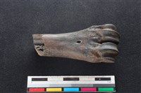 梅花鹿骨藏品圖，第2張