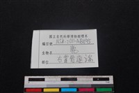 梅花鹿骨藏品圖，第3張