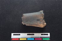 梅花鹿骨藏品圖，第1張